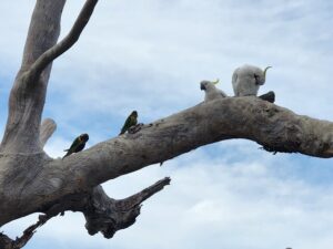 Voice readers help spot birds