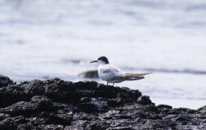 Northern NSW a bird haven