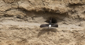 Two more ‘lifers’ ticked off