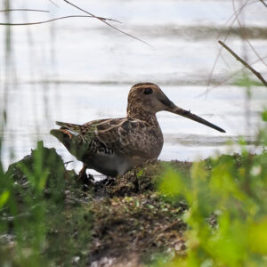 Oriental plover a huge attraction