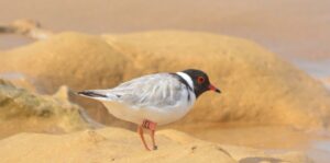 Race to save the hoodie begins