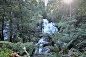 Nature walks- Great Ocean Road