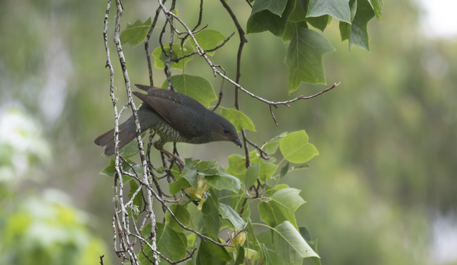 Satin bowerbirds in the Otways